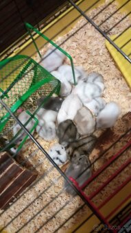 Křeček džungarský - 2