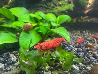 Neocaridina Red Sakura - sladkovodní krevetky - 2