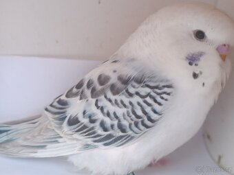 Andulka Tcb samec 2025 1 týden z budky - 2