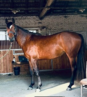 Nadějná klisna po Calox - 2