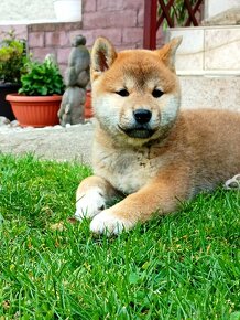 Shiba inu šteniatka - 2