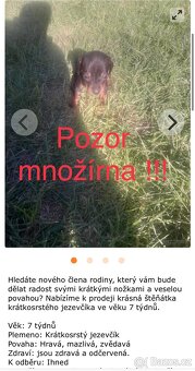Jezevčík - 2