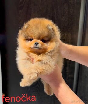 Pomeranian mini - 2