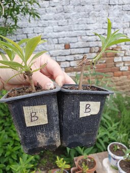 Motýlí keř bílý - 2