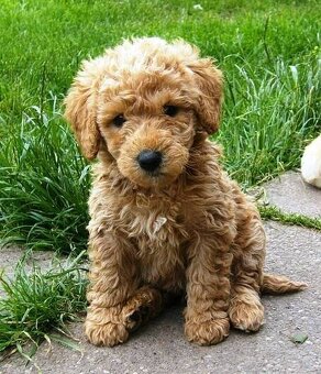 Labradoodle - 2