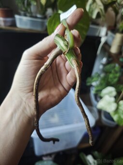 Monstera alba č.4 - 2