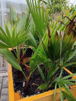 Palma Washingtonia vláknitá - 2