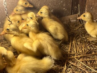 Kachňata-Kachna pekingská a Indický běžec stříbrný - 2