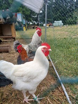 Marans bilá - 2