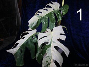 Monstera alba Half moon (deliciosa var. alba) - 2