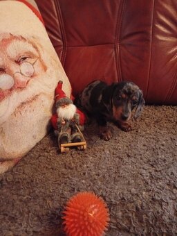 Jezevčík krátkosrstý - 2