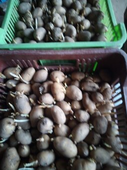 Sadbové brambory - 2