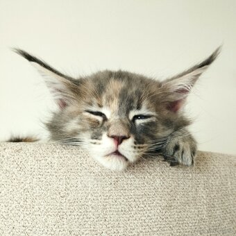 Mainská mývalí koťátka s PP - 2