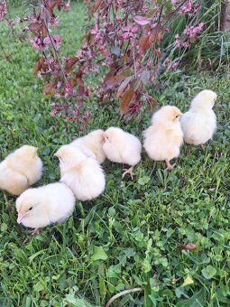 KUŘÁTKA- LEGHORN AMERICKY - 2