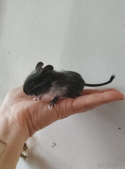 Osmák degu kluci - 2