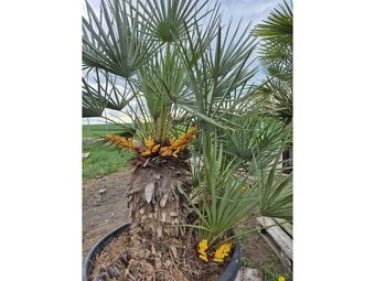 Žumara nízká - Chamareops Humilis Cerifera - 2
