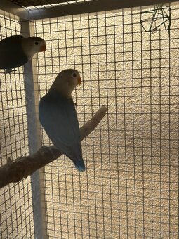 Agapornis - 2