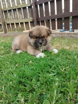 Akita inu bez PP - 2