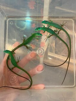 Gastropholis Prasina - 2