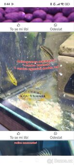 Apistogramma macmasteri - 2