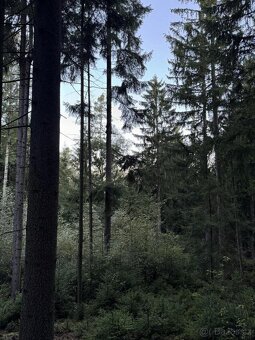 Prodám lesní pozemek v k.ú. Ločenice, p.č. 810 - 2