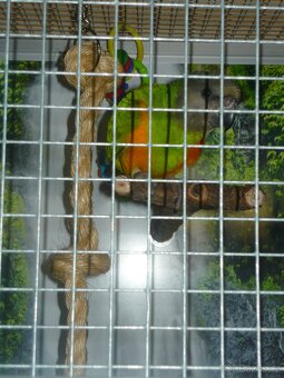 Senegálský papoušek stáří 4měsíce DNA-samec - 2