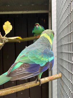 Bernard červenočelý štěp. na modré - 2