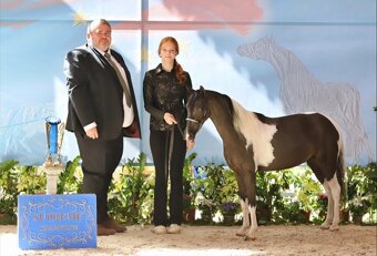 Valach AMHR/ASPC- minihorse - 2