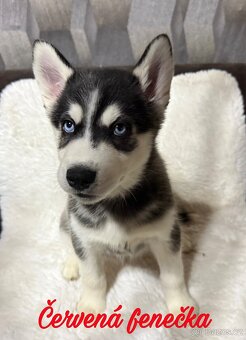 Štěňátka Sibiřský husky - 2