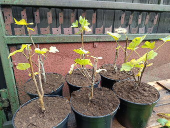 Rybíz Kozolupský keřový červený - 2