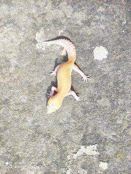 gekončík noční, terárium - 2