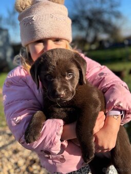 Labradorský retrívr s PP- kluk štěně - 2