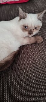 Prodám britské kotě - 2