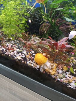 Akvarijni šnek ampularia žluta - 2