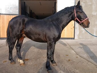 Slezský valach, 3 roky - 2