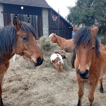 z důvodu zdravotních problémů majitele - 2