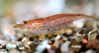 Krevetky - Caridina mulidentata / japonica (gold/orange) - 2