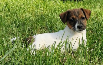 Jack Russel Terier - 2