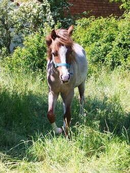 Welsch ponny - 2