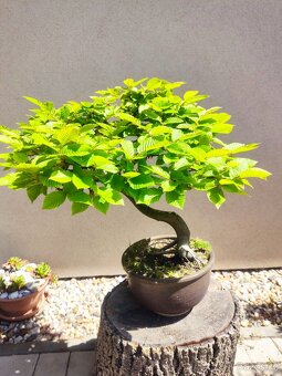 Tvarovaný strom, bonsai, niwaki, yamadori - 2