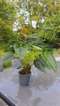Anthurium - růžovo - zelené květy - 2