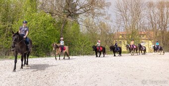 Pony valach - 2