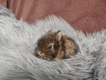 Krásná Teddy mláďátka s VP - 2