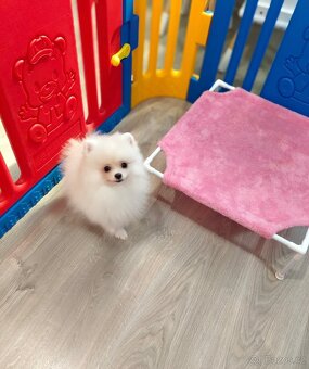 Pomeranian s PP - 2