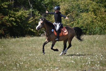 Pony kobylka kategorie S - 2