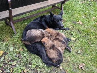 Šťěňata ovčáka NOxBO - 2