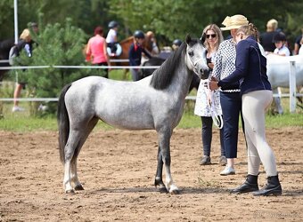 Na prodej krásná welsh mountain pony klisna DIABOLIC HENESSY - 2