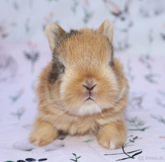 Zakrslý krátkouchý králíček malinká LOT samička - 2