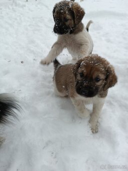 Český horský pes s PP FCI - 2