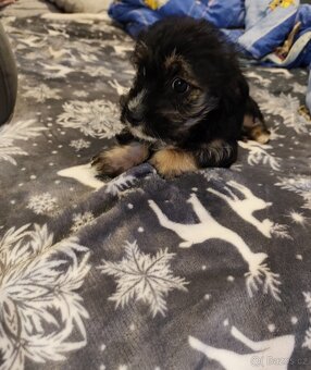 Yorkshirský /Jorkšírský teriér   X Jezevčík - 2